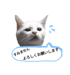 ではさんのスタンプ（よろしく）（個別スタンプ：15）