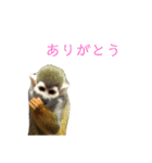 いしかわ動物園 動物スタンプ 2（個別スタンプ：7）