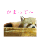 いしかわ動物園 動物スタンプ 2（個別スタンプ：20）