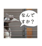 いしかわ動物園 動物スタンプ 2（個別スタンプ：22）