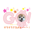 オクまんハムスタンプ（個別スタンプ：2）