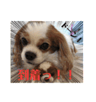オクまんハムスタンプ（個別スタンプ：3）