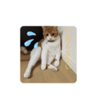 nekoのまーちゃん3（個別スタンプ：2）