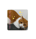 nekoのまーちゃん3（個別スタンプ：3）