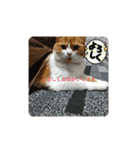 nekoのまーちゃん3（個別スタンプ：6）