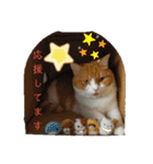 nekoのまーちゃん3（個別スタンプ：8）