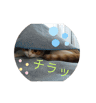 nekoのまーちゃん3（個別スタンプ：12）