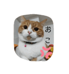 nekoのまーちゃん3（個別スタンプ：13）
