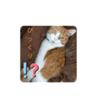 nekoのまーちゃん3（個別スタンプ：14）