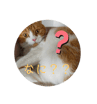 nekoのまーちゃん3（個別スタンプ：15）