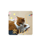 nekoのまーちゃん3（個別スタンプ：19）