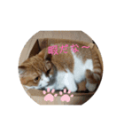 nekoのまーちゃん3（個別スタンプ：23）