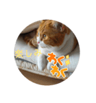 nekoのまーちゃん3（個別スタンプ：24）