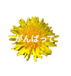 Natural Flowers 2(挨拶、敬語)（個別スタンプ：17）