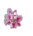 Natural Flowers 2(挨拶、敬語)（個別スタンプ：19）