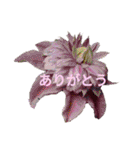 Natural Flowers 2(挨拶、敬語)（個別スタンプ：23）