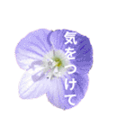 Natural Flowers 2(挨拶、敬語)（個別スタンプ：25）