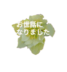 Natural Flowers 2(挨拶、敬語)（個別スタンプ：28）