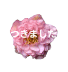 Natural Flowers 2(挨拶、敬語)（個別スタンプ：32）