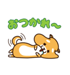 だるだる柴犬（個別スタンプ：3）