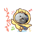 わが家のスコタンとマフィン(返答編)（個別スタンプ：2）