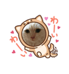 わが家のスコタンとマフィン(返答編)（個別スタンプ：7）