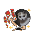 わが家のスコタンとマフィン(返答編)（個別スタンプ：8）