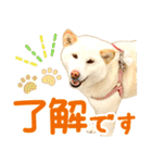 [敬語編]白柴犬りんちゃん1 基本の挨拶写真（個別スタンプ：2）