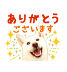 [敬語編]白柴犬りんちゃん1 基本の挨拶写真（個別スタンプ：5）