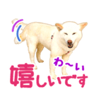 [敬語編]白柴犬りんちゃん1 基本の挨拶写真（個別スタンプ：6）