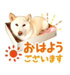 [敬語編]白柴犬りんちゃん1 基本の挨拶写真（個別スタンプ：13）