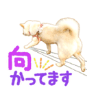 [敬語編]白柴犬りんちゃん1 基本の挨拶写真（個別スタンプ：21）