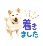 [敬語編]白柴犬りんちゃん1 基本の挨拶写真（個別スタンプ：22）