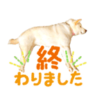 [敬語編]白柴犬りんちゃん1 基本の挨拶写真（個別スタンプ：23）