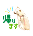 [敬語編]白柴犬りんちゃん1 基本の挨拶写真（個別スタンプ：24）