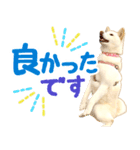 [敬語編]白柴犬りんちゃん1 基本の挨拶写真（個別スタンプ：26）