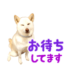 [敬語編]白柴犬りんちゃん1 基本の挨拶写真（個別スタンプ：29）