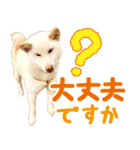 [敬語編]白柴犬りんちゃん1 基本の挨拶写真（個別スタンプ：31）