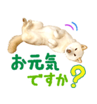 [敬語編]白柴犬りんちゃん1 基本の挨拶写真（個別スタンプ：32）