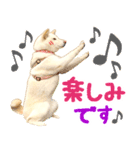 [敬語編]白柴犬りんちゃん1 基本の挨拶写真（個別スタンプ：33）