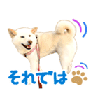 [敬語編]白柴犬りんちゃん1 基本の挨拶写真（個別スタンプ：40）