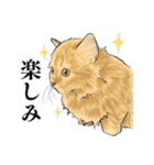 うちの猫s（個別スタンプ：8）