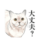 うちの猫s（個別スタンプ：9）