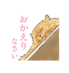 うちの猫s（個別スタンプ：11）