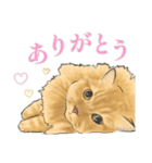 うちの猫s（個別スタンプ：13）