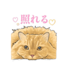 うちの猫s（個別スタンプ：24）