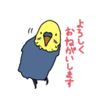 青と黄色のセキセイインコ（個別スタンプ：1）