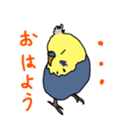 青と黄色のセキセイインコ（個別スタンプ：11）