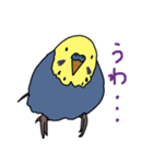 青と黄色のセキセイインコ（個別スタンプ：26）