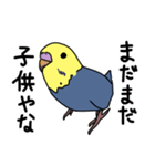 青と黄色のセキセイインコ（個別スタンプ：36）